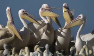 Tóm tắt Nội Dung