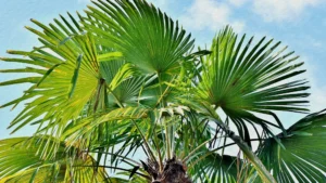 Nội dung truyện cổ tích