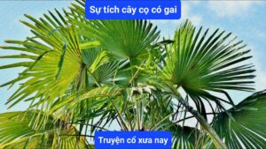 Câu chuyện về cây cọ